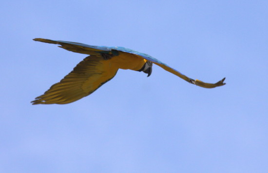 Guacamayo azul y amarillo/Blue-and-yellow Macaw