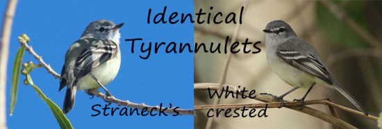 identical tyrannulets