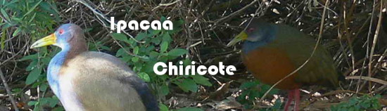 Ipacaá-Chiricote