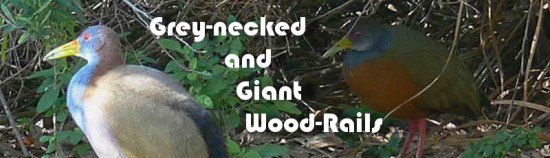 Giant & Grey-necked Wood-Rails