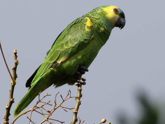 Loro hablador/Turquoise-fronted Parakeet