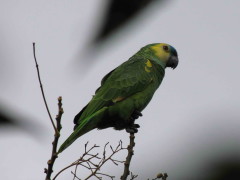 Loro hablador/Turquoise-fronted Parakeet