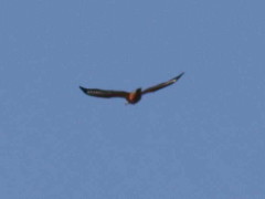 Martín pescador grande/Ringed Kingfisher