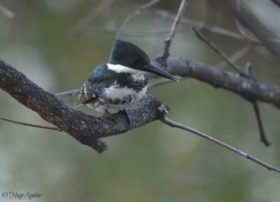 Martín pescador chico/Green Kingfisher