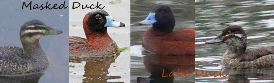 Lake/Masked Duck
