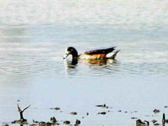 Pato overo/Southern Wigeon