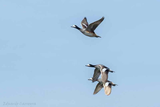 Pato overo/Southern Wigeon