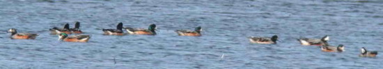 Pato overo/Southern Wigeon