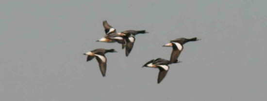 Pato overo/Southern Wigeon