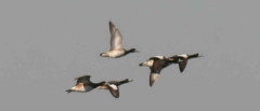 Pato overo/Southern Wigeon