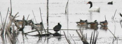 Pato overo/Southern Wigeon