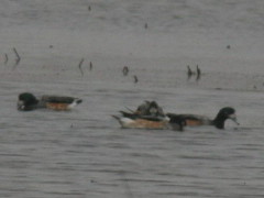 Pato overo/Southern Wigeon