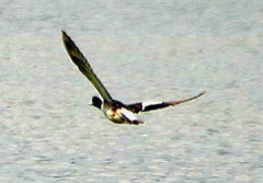 Pato overo/Southern Wigeon