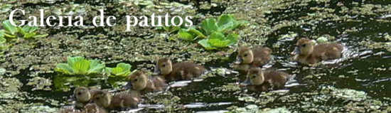 Galería de patitos