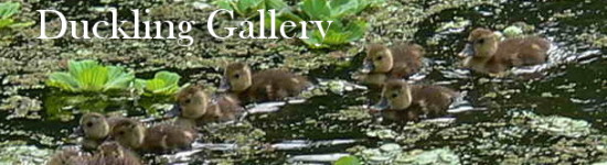 Duckling gallery