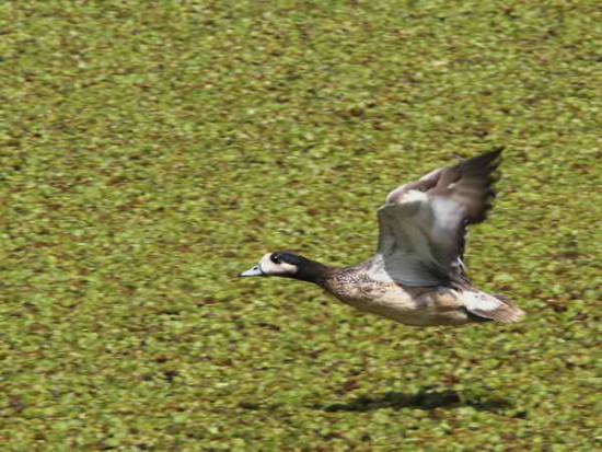 Pato overo/Chiloe Wigeon