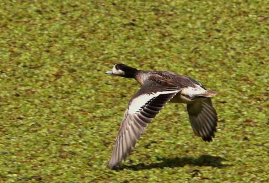 Pato overo/Chiloe Wigeon