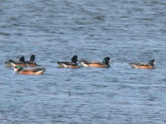 Pato overo/Southern Wigeon