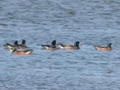 Pato overo/Southern Wigeon