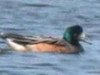 Pato overo/Southern Wigeon