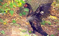 Pato real/Muscovy Duck