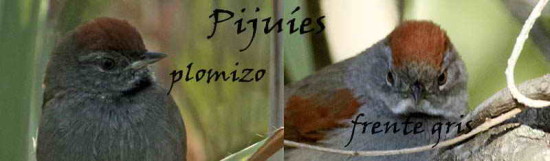 Pijuíes