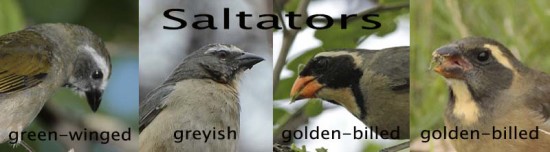 Saltators