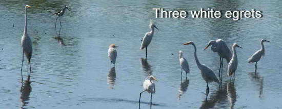 Three white egrets