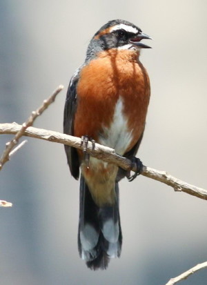 Sietevestidos/Black-and-rufous Warbling-Finch