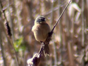 Cachilo canela/Long-tailed Reed-Finch