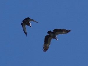 Chajá/Southern Screamer