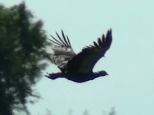 Chajá/Southern Screamer