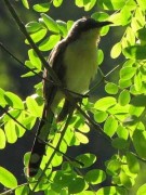 Cuclillo-canela/Dark-billed Cuckoo