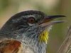 Curutié-ocráceo/Sulphur-bearded Spinetail