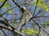 Fiofío silbón/White-crested Elaenia