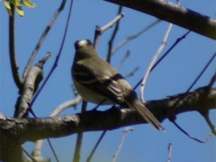 Fiofío silbón/White-crested Elaenia