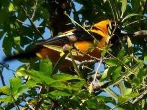 Matico/Orange-backed Troupial