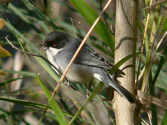 Monterita cabeza negraH/Black-capped Warbling-Finch F