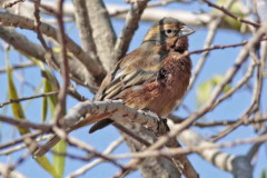 Monterita canela/Cinnamon Warbling-Finch