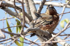 Monterita canela/Cinnamon Warbling-Finch