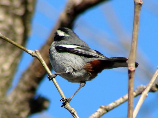 Monterita de collar/Monterita de collar/Ringed Warbling-Finch