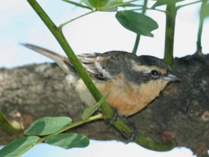 Monterita canela/Cinnamon Warbling-Finch