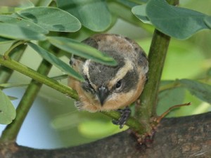 Monterita canela/Cinnamon Warbling-Finch