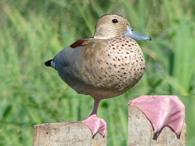 Pato de collar/Ringed Teal