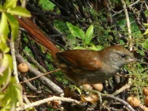 Pijuí frente gris/Sooty-fronted Spinetail