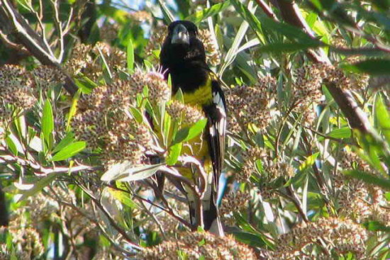 Rey del bosqueM/Black-backed GrosbeakM