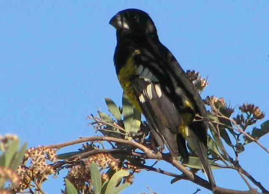 Rey del bosqueM/Black-backed GrosbeakM