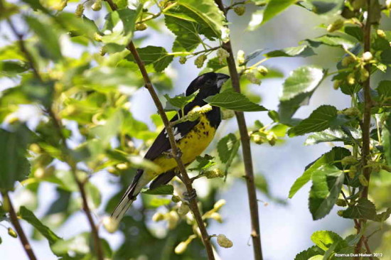 Rey del bosqueM/Black-backed GrosbeakM