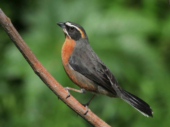 Sietevestidos/Black-and-rufous Warbling-Finch