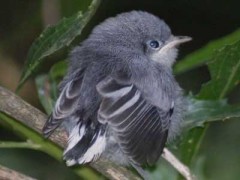 Tacuarita-azul/Masked Gnatcatcher